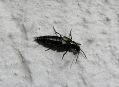 Philonthus carbonarius