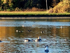 Branta canadensis