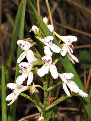 Disa saxicola