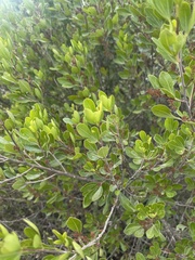 Searsia lucida