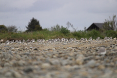 Anarhynchus frontalis