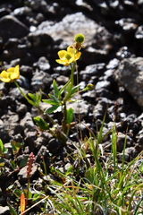 Ranunculus sulphureus