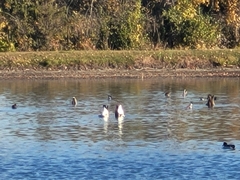 Branta canadensis