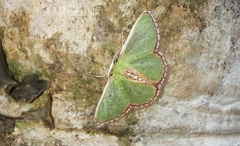 Synchlora pulchrifimbria