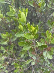 Searsia lucida