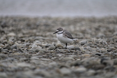 Anarhynchus frontalis