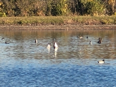 Branta canadensis