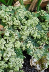 Punctelia jeckeri