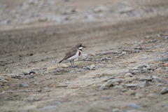 Charadrius bicinctus