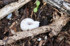 Helicodonta obvoluta