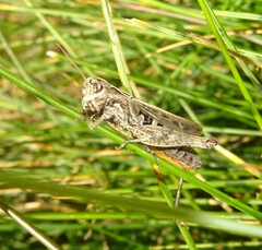 Omocestus