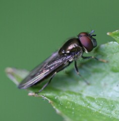 Platycheirus