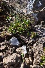 Draba ochroleuca