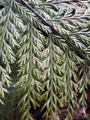 Asplenium × lucrosum