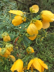 Senna acclinis