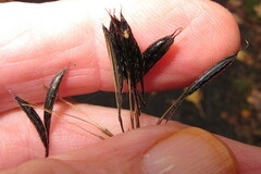 Osmorhiza longistylis
