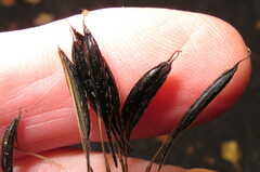 Osmorhiza longistylis