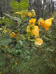 Senna acclinis