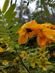 Senna acclinis
