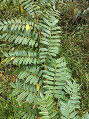 Senna acclinis