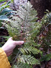 Asplenium × lucrosum