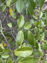 Artabotrys monteiroae