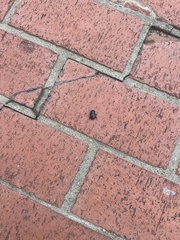 Coleoptera
