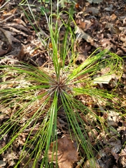 Pinus palustris