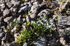 Draba ochroleuca