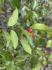 Artabotrys monteiroae