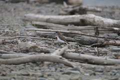Charadrius bicinctus