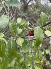 Artabotrys monteiroae