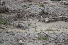 Charadrius bicinctus