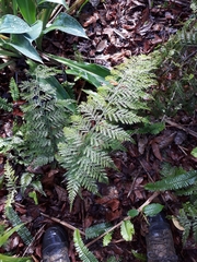 Asplenium × lucrosum