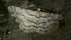 Hymenomima memor