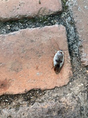 Gyna caffrorum