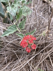 Nyctaginia capitata