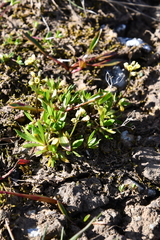 Draba ochroleuca