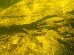 Lutjanus griseus