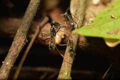Labidus