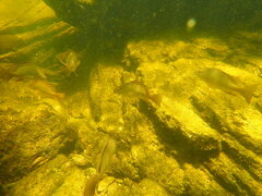 Lutjanus griseus