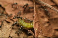 Labidus