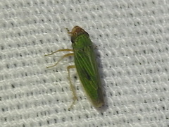 Xyphon reticulatum