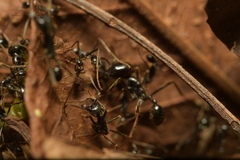 Labidus