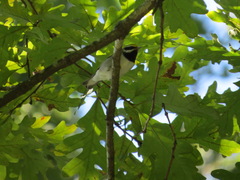 Vermivora chrysoptera