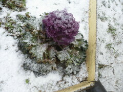 Brassica oleracea acephala