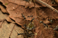 Labidus