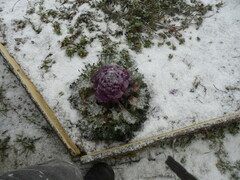 Brassica oleracea acephala