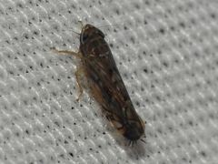 Scaphoideus