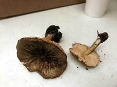 Pluteus umbrosus